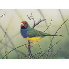 WATERMARK GREETING CARD GOULDIAN FINCH